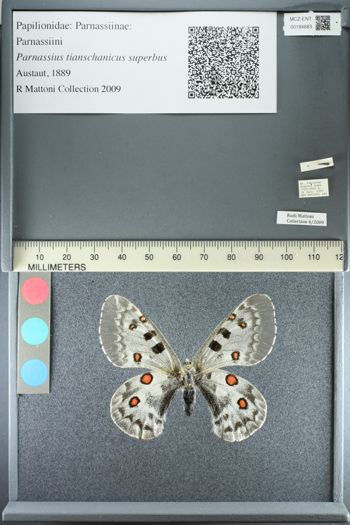 Media type: image;   Entomology 184683